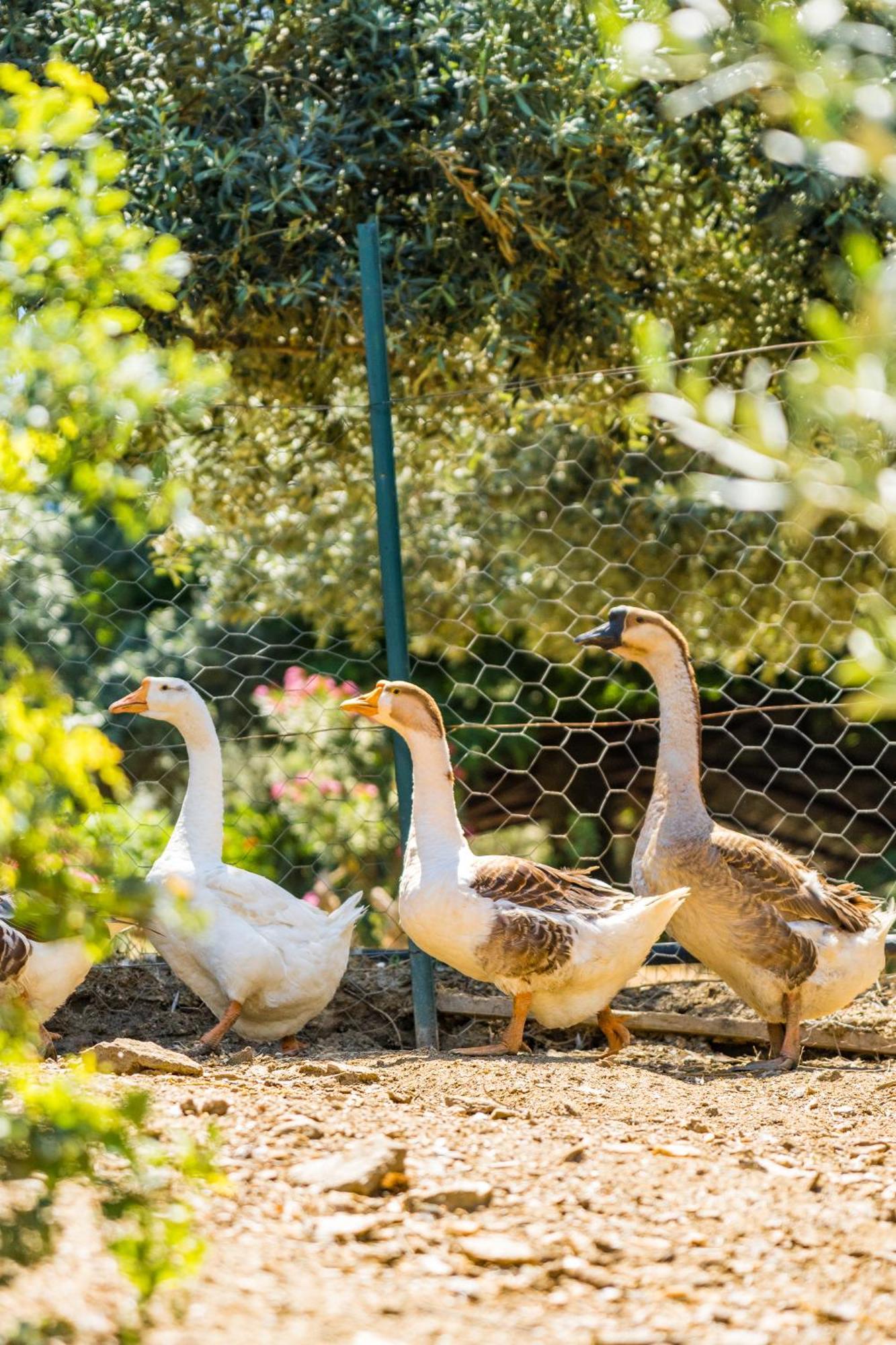 Gullu Konaklari Selçuk Esterno foto
